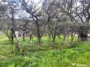 ???? Teren Construibil 2900 mp cu 2 deschideri la asfalt – 