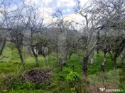 ???? Teren Construibil 2900 mp cu 2 deschideri la asfalt – 