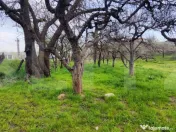 ???? Teren Construibil 2900 mp cu 2 deschideri la asfalt – 