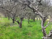 ???? Teren Construibil 2900 mp cu 2 deschideri la asfalt – 