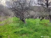 ???? Teren Construibil 2900 mp cu 2 deschideri la asfalt – 