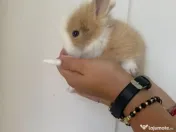 Iepuri mici pui mini toy 