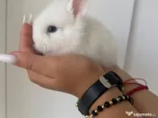 Iepuri mici pui mini toy 