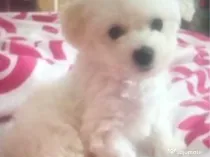 Metis bichon femela 2 luni