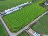 Teren intravilan 7.811 mp | Ciolpani, Ilfov | Acces drum pub 