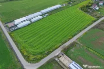 Teren intravilan 7.811 mp | Ciolpani, Ilfov | Acces drum pub