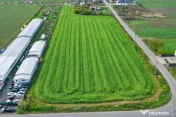 Teren intravilan 7.811 mp | Ciolpani, Ilfov | Acces drum pub 