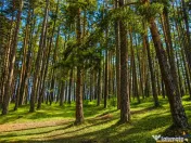 Incantator parc privat, 1.500mp: casa penisune refugiu mon 