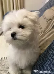 Bichon maltez alb 2 luni 