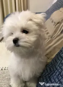 Bichon maltez alb 2 luni