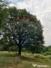 Teren aproape de pădure, situat într-o zonă aerisită 