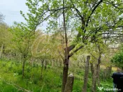 Teren pentru dezvoltare zona Tudor Neculai - potențial dezv 
