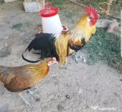Vand pereche pheonix argintii si aurii