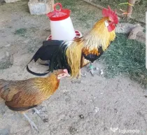 Vand pereche pheonix argintii si aurii