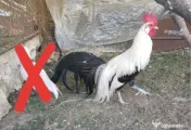 Vand pereche pheonix argintii si aurii