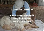 colectare Lână bruta 