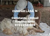 colectare Lână bruta