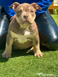 American bully pocket 