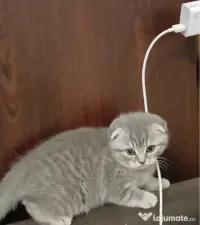 Scottish fold 