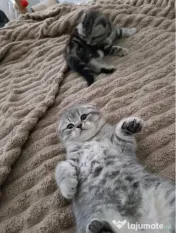 Scottish fold 