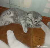 Scottish fold 