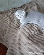 Scottish fold 