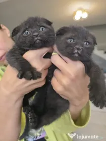 Vând pisici British Shorthair