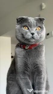 Vând pisici British Shorthair 
