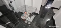 Tarc pliabil pentru catei 
