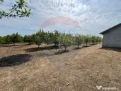 Casa cu 3094mp livada Cotesti 
