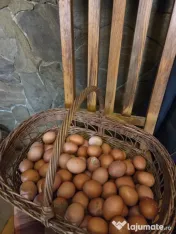 Oua de casa
