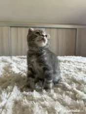 Scottish fold 