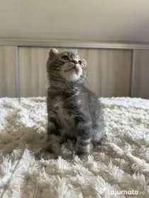 Scottish fold