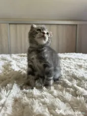 Scottish fold 