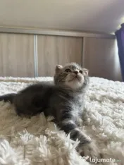 Scottish fold 