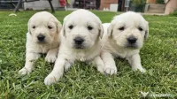 mascul Golden Retriever 
