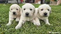 mascul Golden Retriever