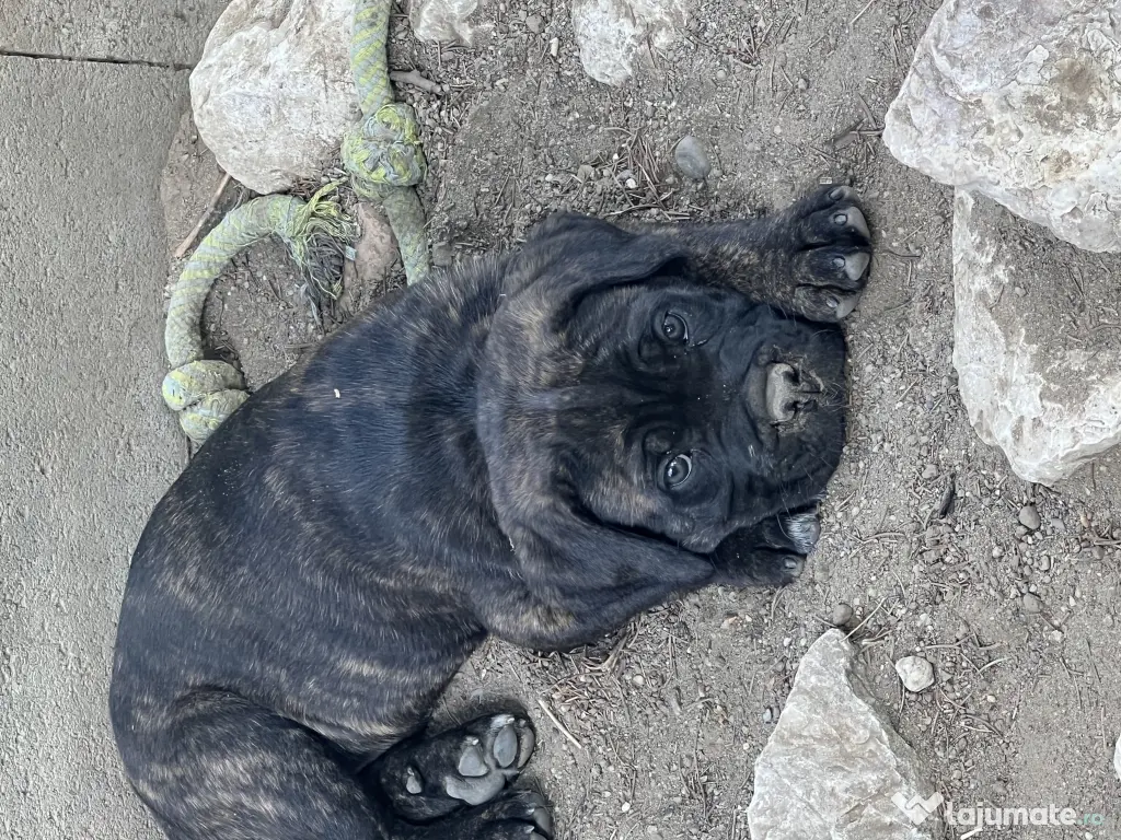 cane corso parinti pedigree