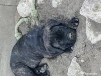 cane corso parinti pedigree 