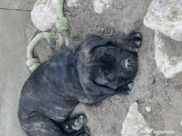 cane corso parinti pedigree
