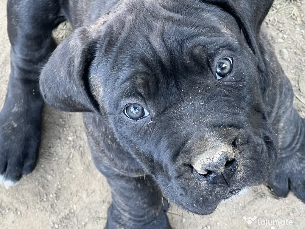 cane corso parinti pedigree