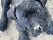 Cane corso parinti pedigree