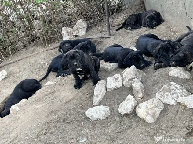cane corso parinti pedigree