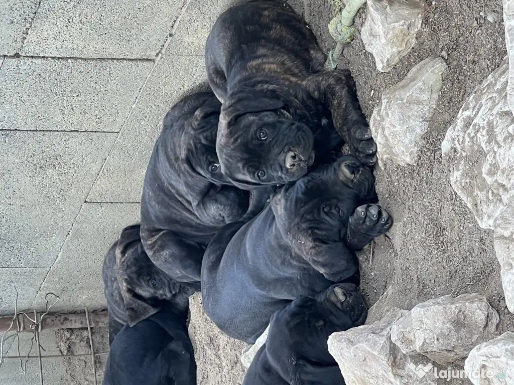cane corso parinti pedigree