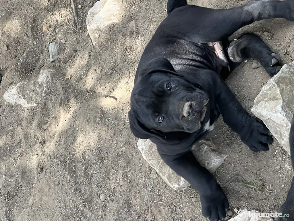 cane corso parinti pedigree