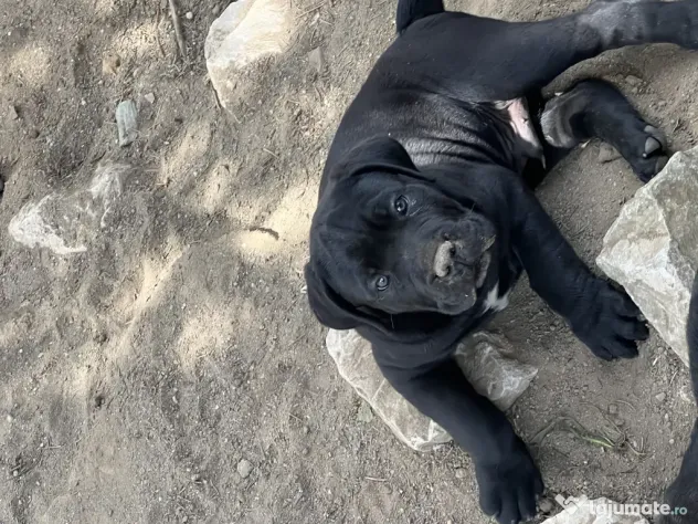 cane corso parinti pedigree