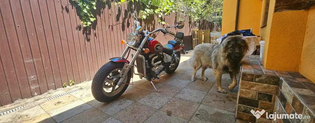 SUZUKI Marauder
