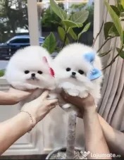 Pomeranian mini puppy 