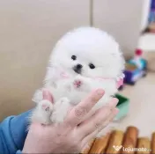 Pomeranian mini puppy 