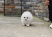 Pomeranian mini puppy 